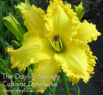 Daylily Spacecoast Lemon Whiskers